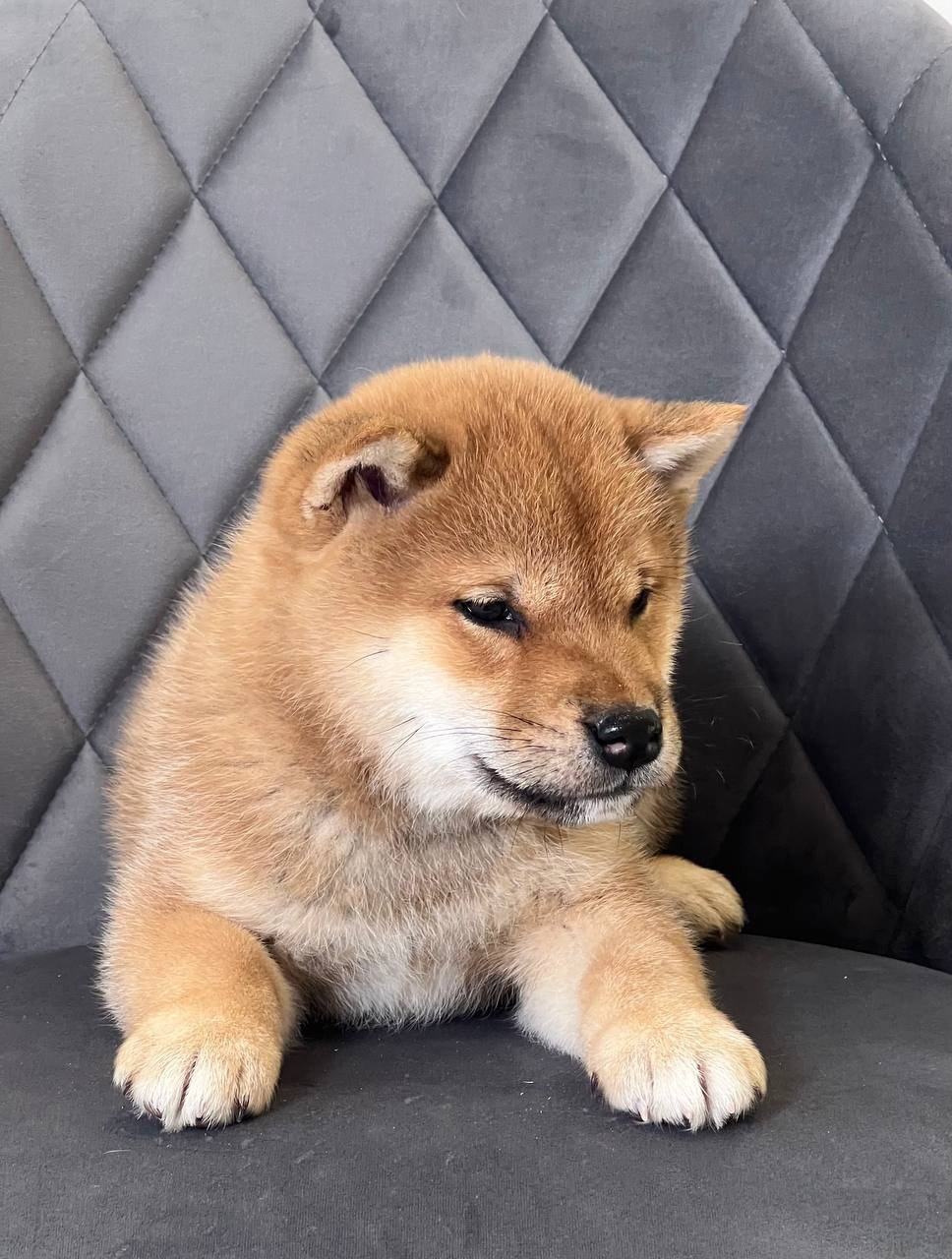 сиба питомник Рубилайт щенки на продажу rubylight  сиба щенки купить СПб Санкт-Петербург 