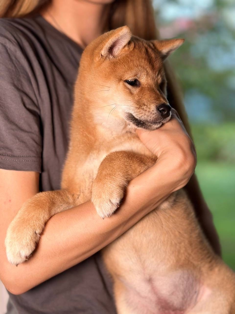 Сиба Rubylight Zoe питомник Рубилайт 