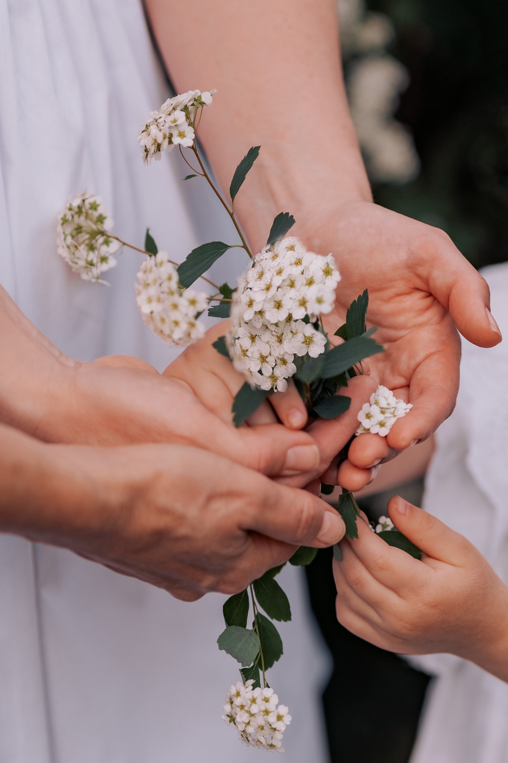 Спирея МАЙ. Семейный и детский фотограф |Брянск| Анастасия Перепелкина