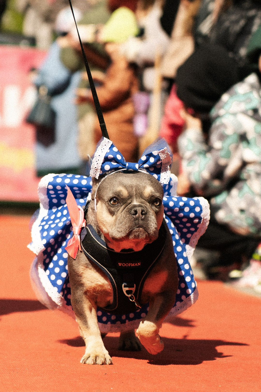 Парад Бульдогов. Axenov_eugene