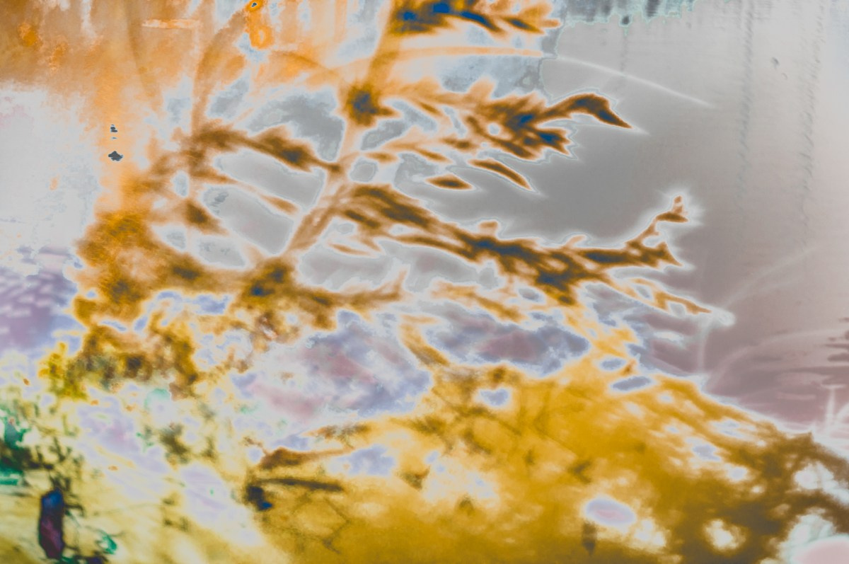 Magic forest. ПЕТР ПОПОВ | VISUAL ARTIST