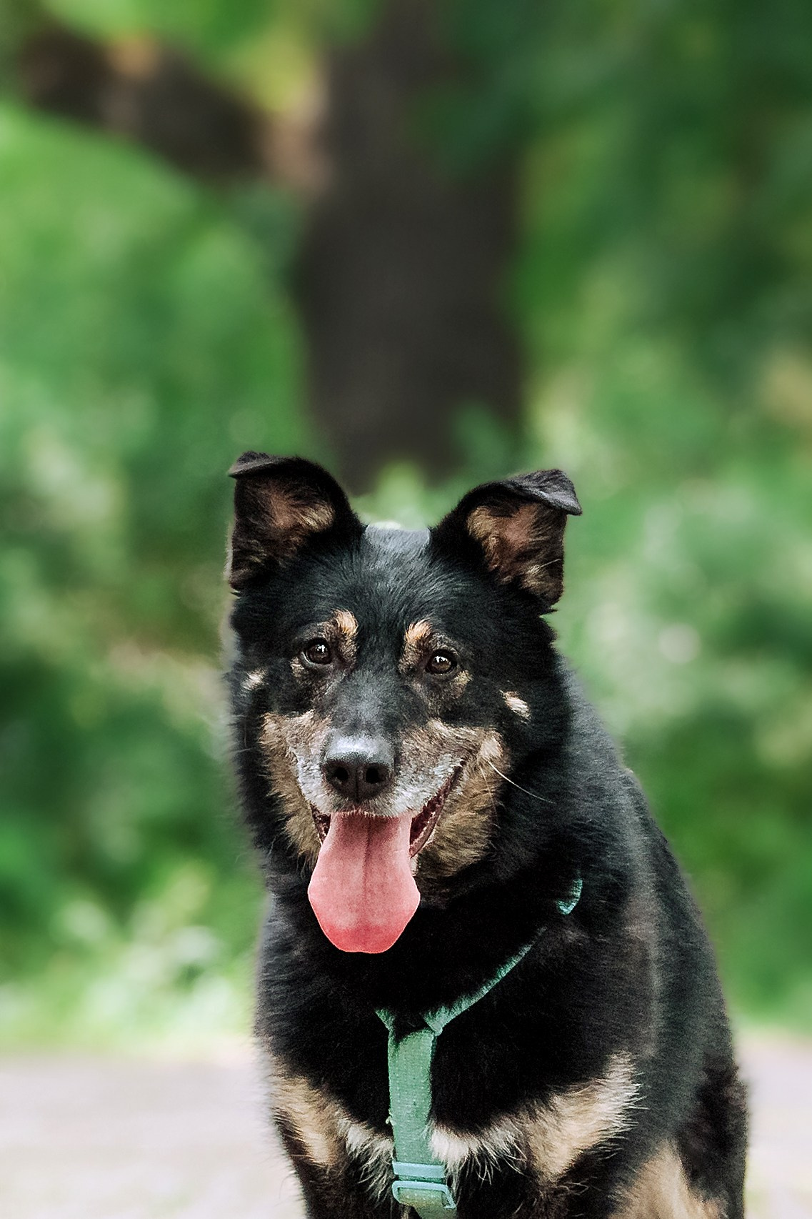 Собаки из приюта Дубовая роща лето 2025. Фотограф-анималист Татьяна Степанова