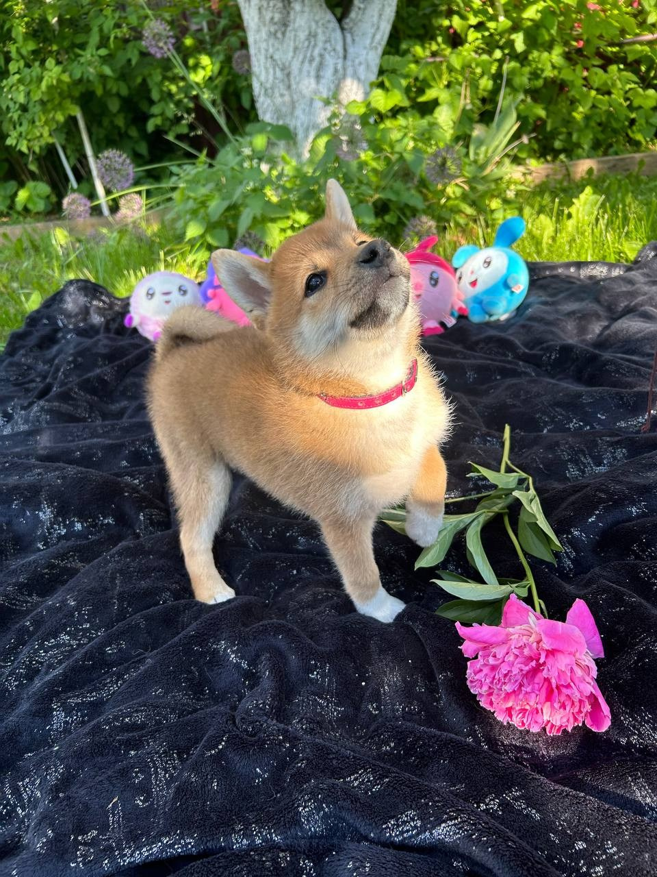 Сиба Rubylight Fumiko питомник Рубилайт