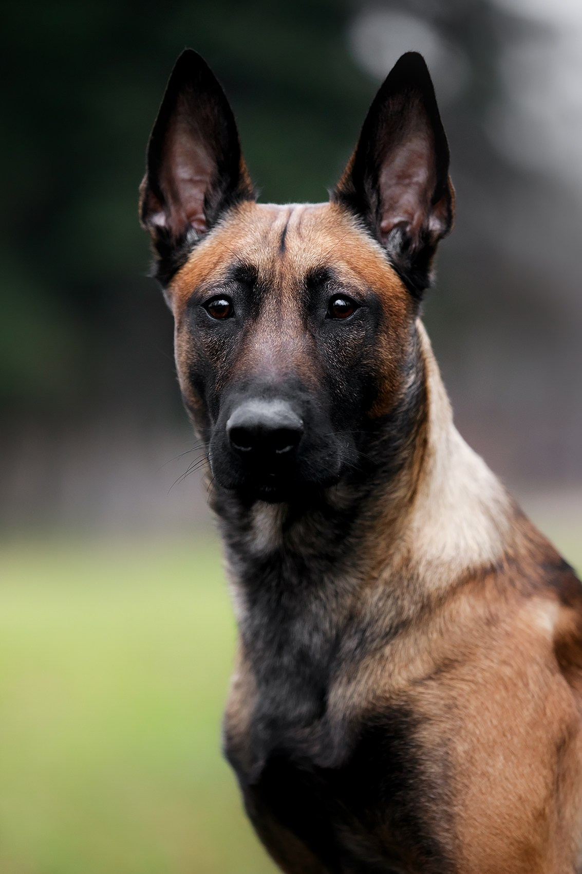 Малинуа в лицах. Фотограф-анималист Mary Mart — Москва, Питер