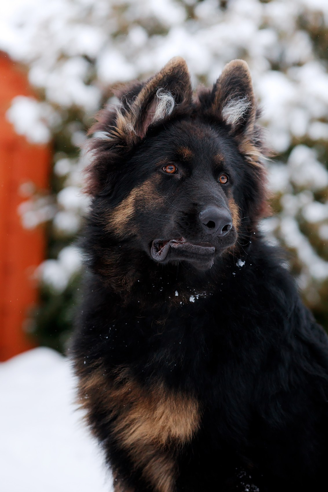 Зимние портреты. Фотограф-анималист Mary Mart — Москва, Питер