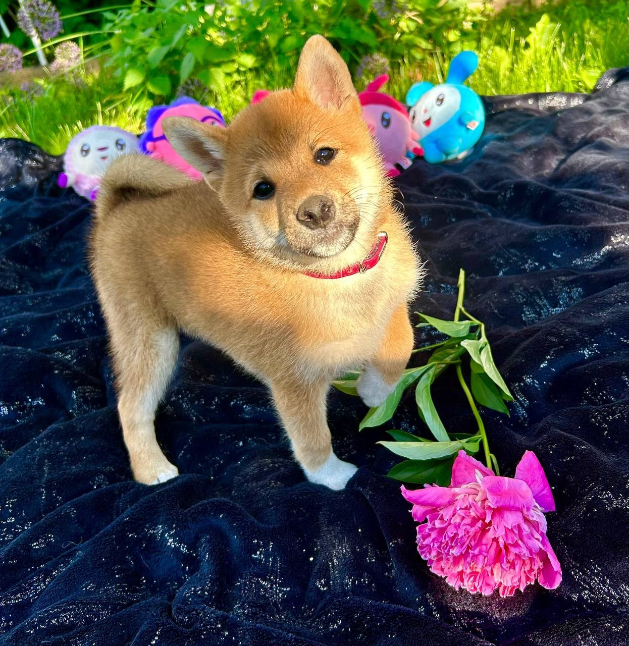 Сиба Rubylight Fumiko питомник Рубилайт