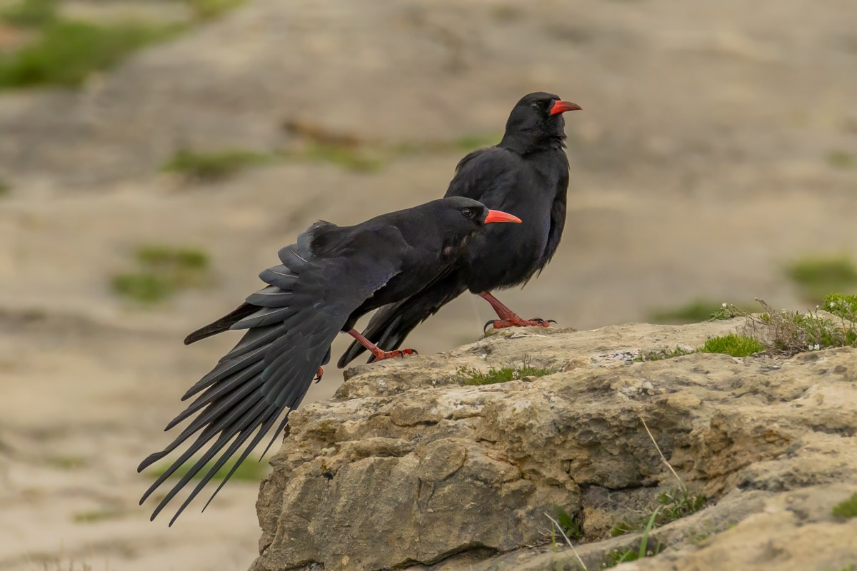 Птицы. Photomantis