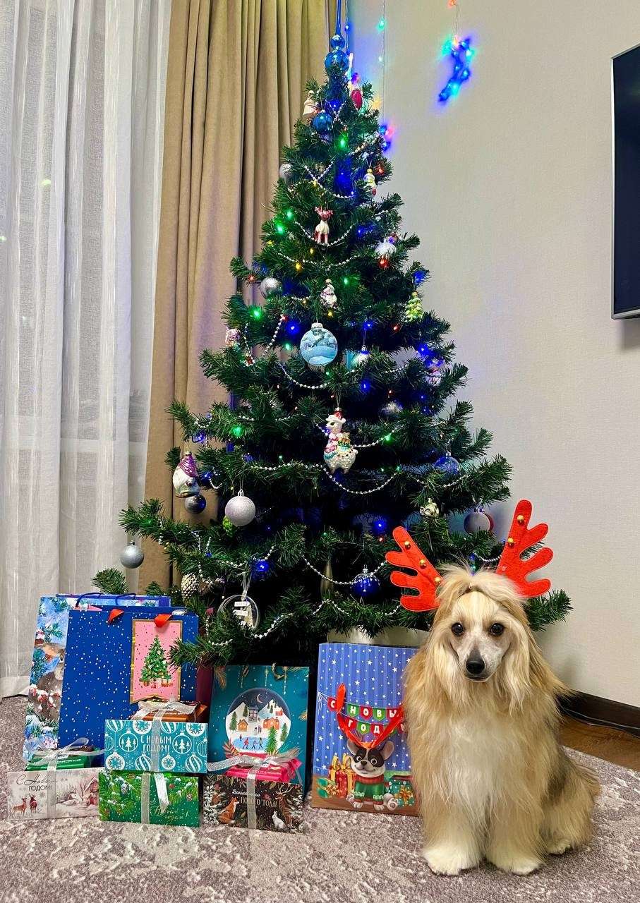 Poale Ell Veles. Chinese Crested Dog Kennel Poale Ell