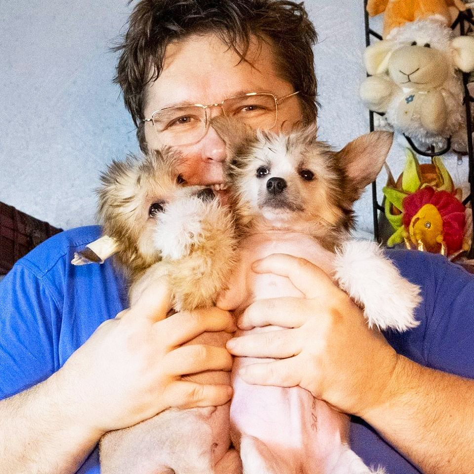 Poale Ell Chester. Питомник китайских хохлатых собак Poale Ell: купить щенка в питомнике