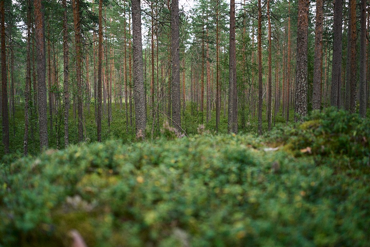 No Way Fest 2.0. Иван Кобяков