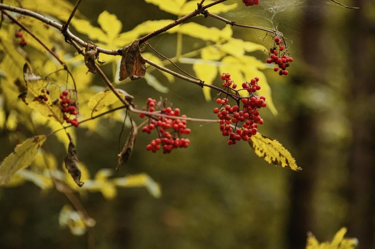 Экскурсии по Тропе Пешка, Вязьма. Индивидуальный фотограф в Москве
