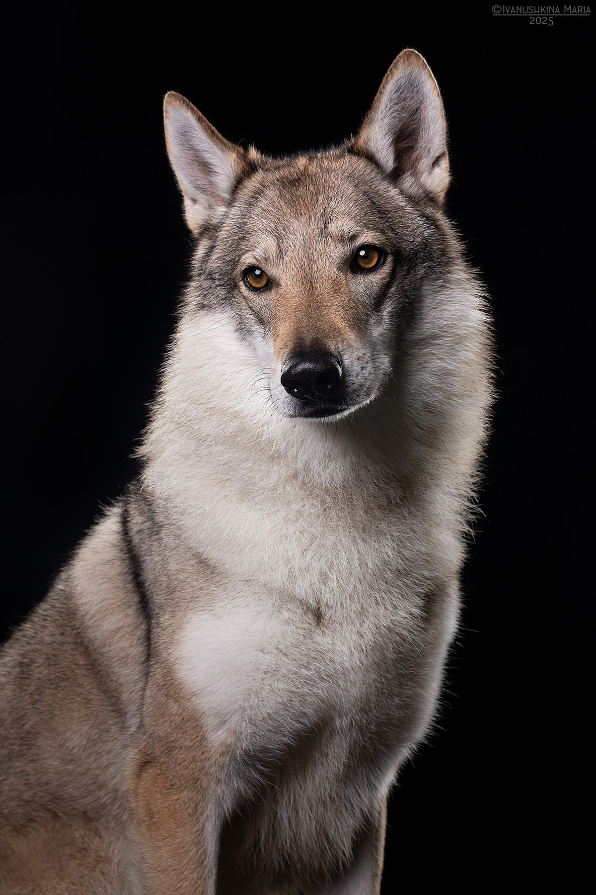 Фотосессия собаки в студии. Фотограф собак в Москве и Московской области Иванушкина Мария