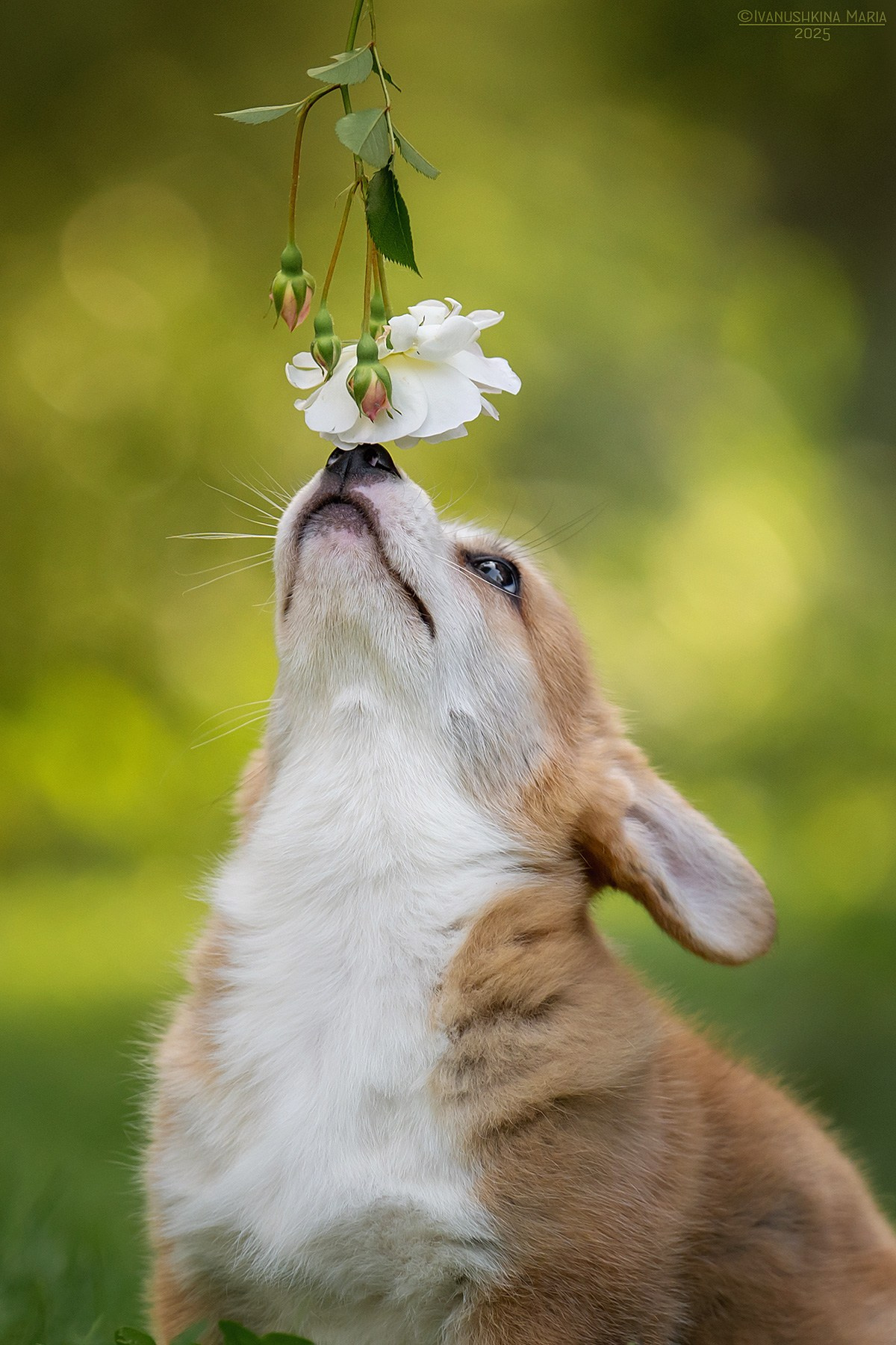Фотосессия щенков на продажу. Фотограф собак в Москве и Московской области Иванушкина Мария