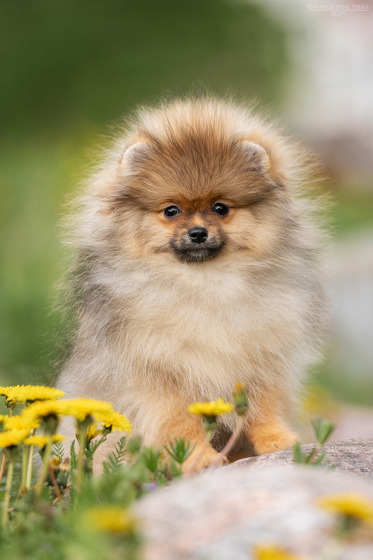 Фотосессия щенков на продажу. Фотограф собак в Москве и Московской области Иванушкина Мария