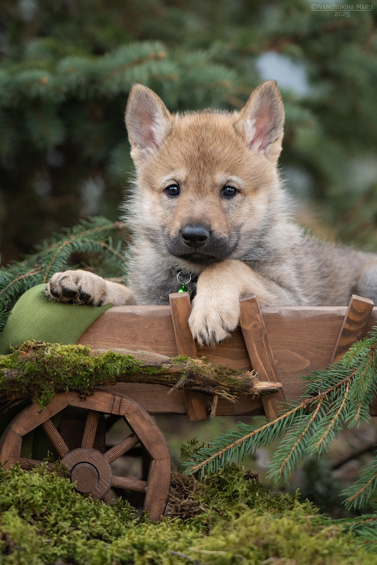 Фотосессия щенков на продажу. Фотограф собак в Москве и Московской области Иванушкина Мария