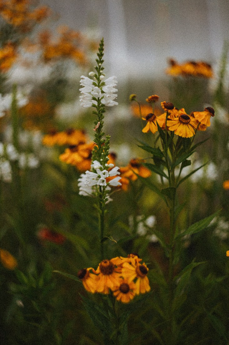 LIZA. Портретный и Семейный фотограф в Санкт-Петербурге Rocket Alice