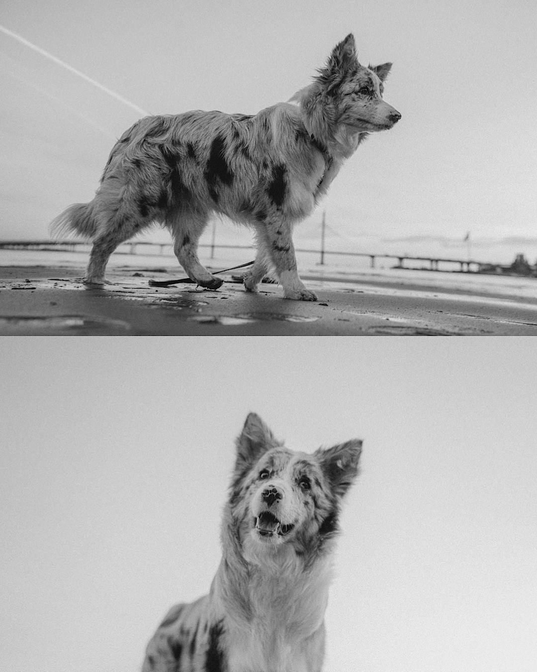 Света, Катрин и Умка. Фотограф анималист в Москве и Санкт-Петербурге Свиридова Анна