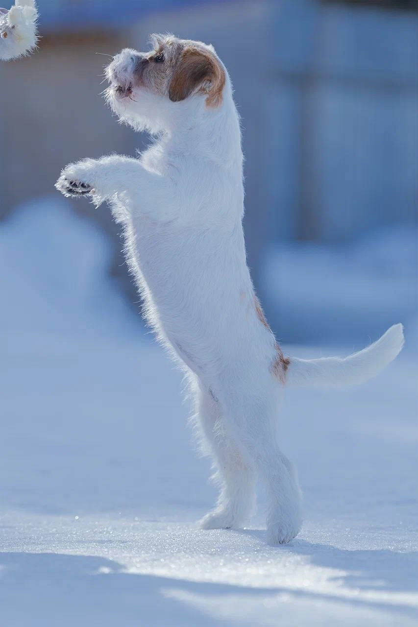 Сука 4. Lovely-Orange питомник джек рассел терьеров