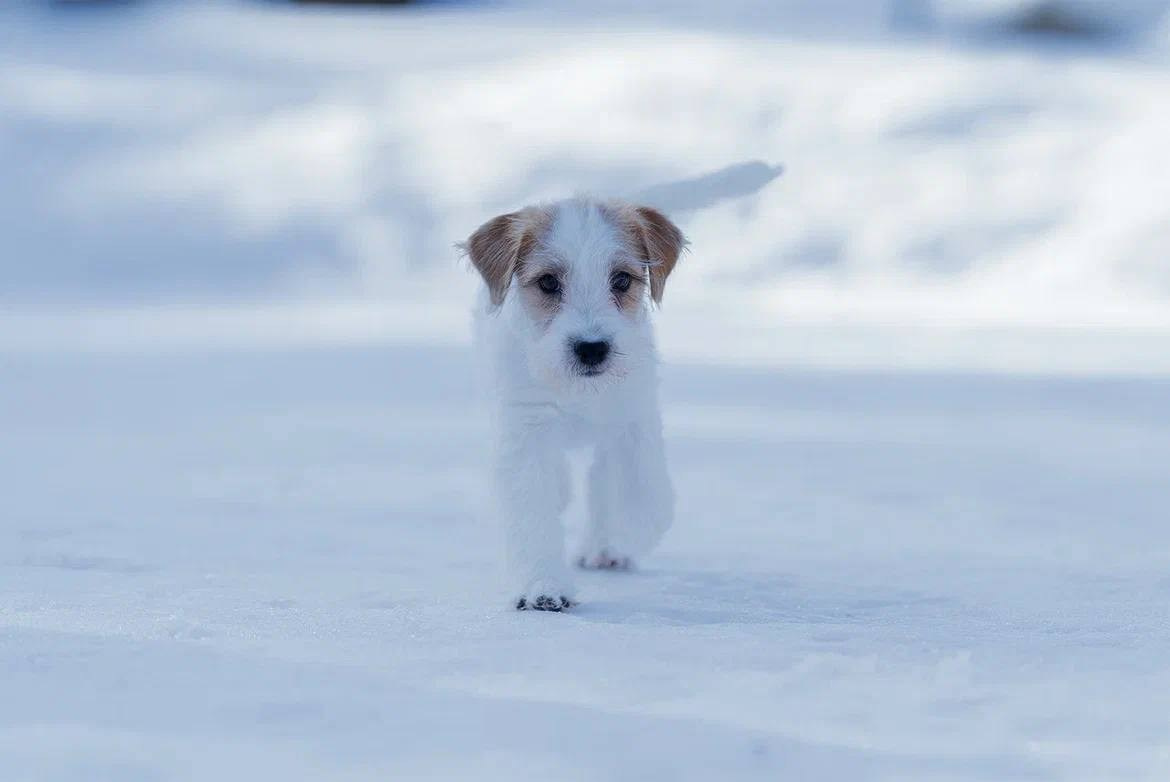 Сука 5. Lovely-Orange питомник джек рассел терьеров