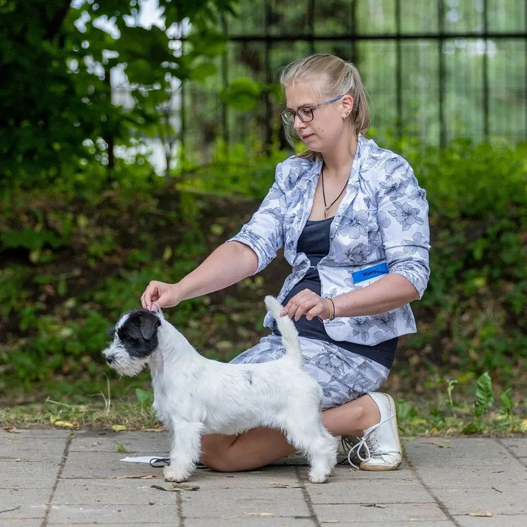 Lovely-Orange Black Mamba. Lovely-Orange питомник джек рассел терьеров