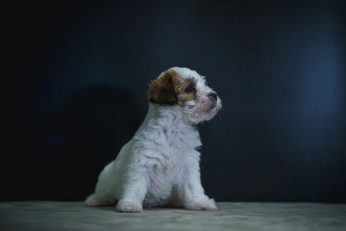 Сука 5. Lovely-Orange питомник джек рассел терьеров