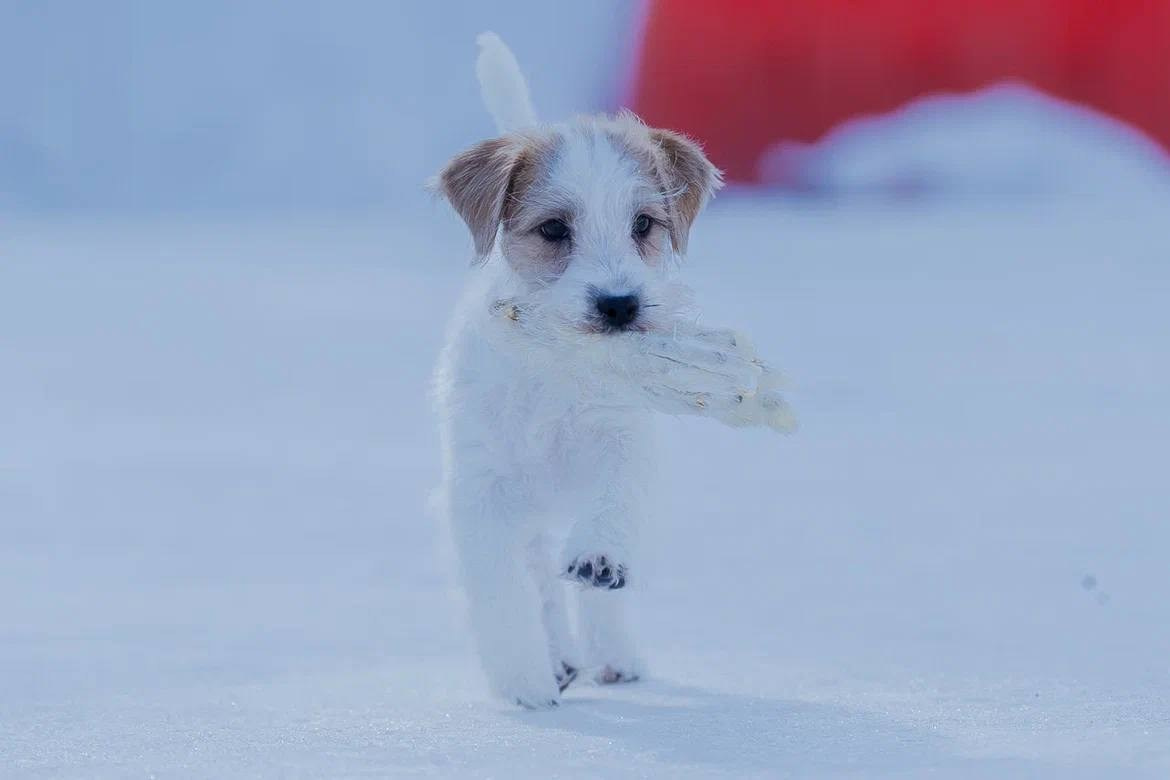 Сука 5. Lovely-Orange питомник джек рассел терьеров