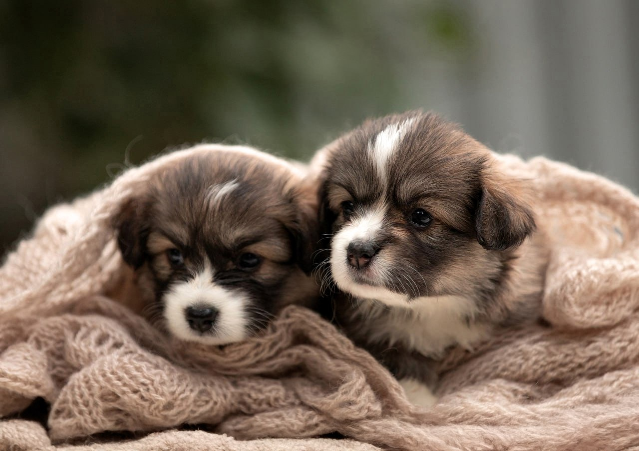 Портфолио: Фотосъёмка щенков в Москве и области — трогательные моменты. Фотограф-анималист и бренд-фотограф в Москве | Фотография собак, людей, бизнес-портрет