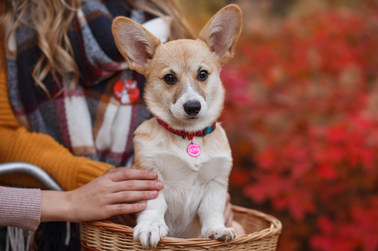 Семейные съемки. Детский, семейный, фотограф в Крыму и Севастополе Дарья Ваниосова