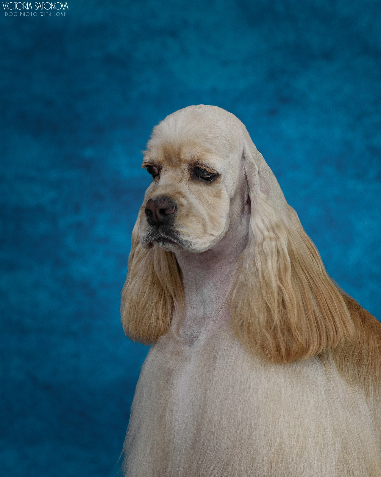 Американский кокер спаниель 24.07.2024. Фотограф анималист Благовещенск. Сафонова Виктория