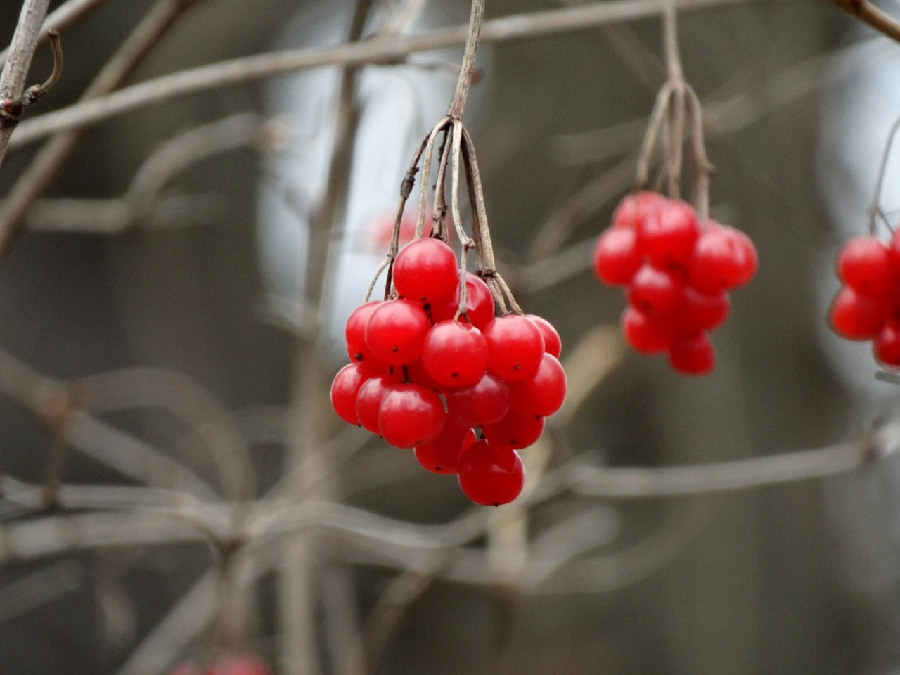 Середниково — Piligrim Porto — Братцево — Сходненская чаша | 09.04.2016. Галерея Фантим