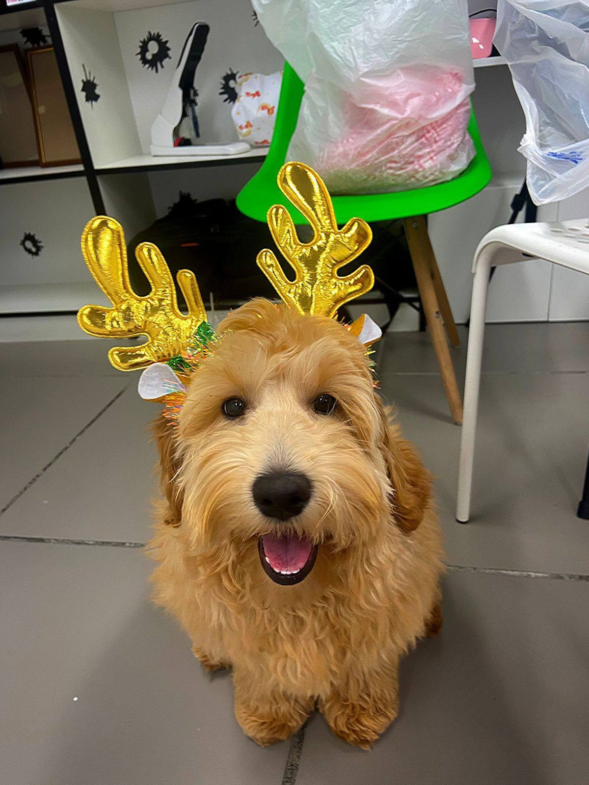 Выпускники. Заводчик Labradoodle в Санкт-Петербурге — Костылева Ульяна