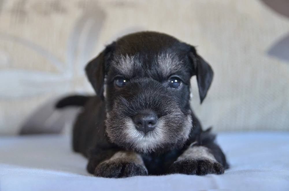 Litter — «SH» 25.02.2025. Питомник цвергшнауцеров в Беларуси «Делинсо Бэлэнс»