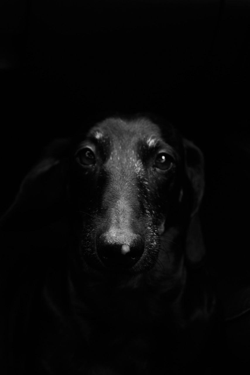 Ральф. Фотограф Никонова Софья