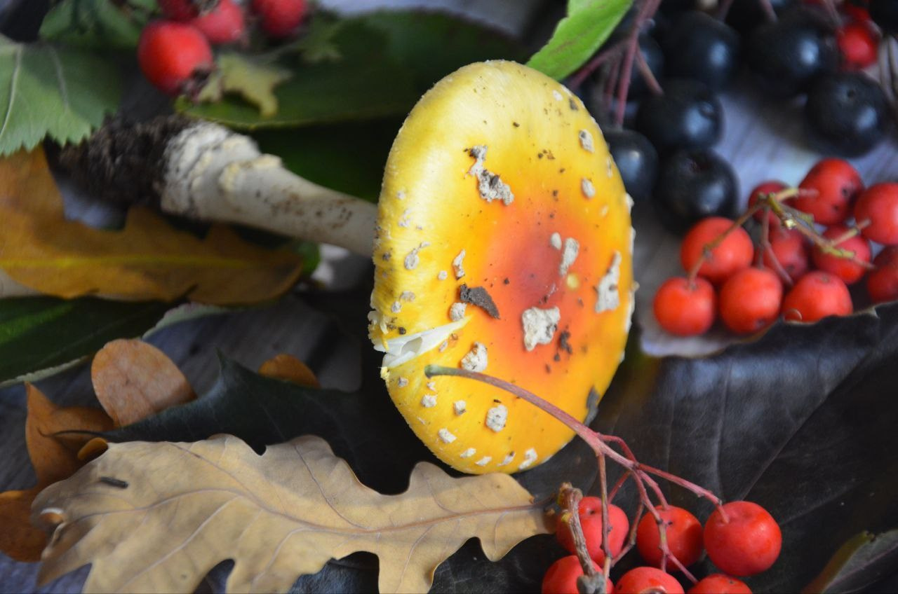 Мухомор Party. Мастер-классы ● Изостудия «Мы рисуем!» ● Южное Бутово, Москва