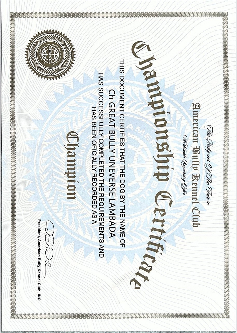 Участие в выставках. Американские булли XL в г. Калининград. Питомник Great Bully UNIVERSE