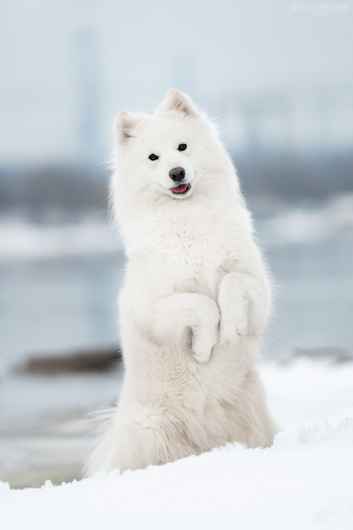 самоед сидит в зайке