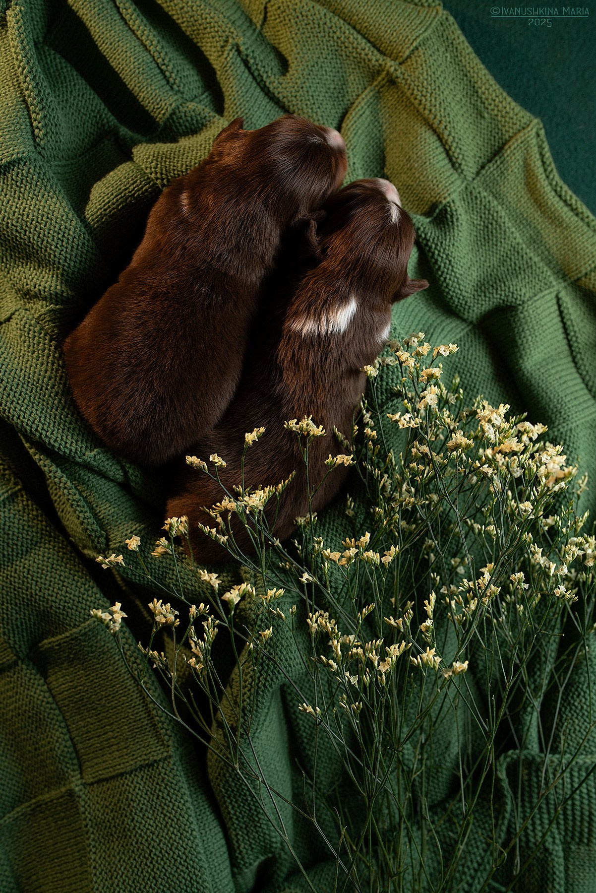 Ньюборн фотосессия щенков. Фотограф собак в Москве и Московской области Иванушкина Мария