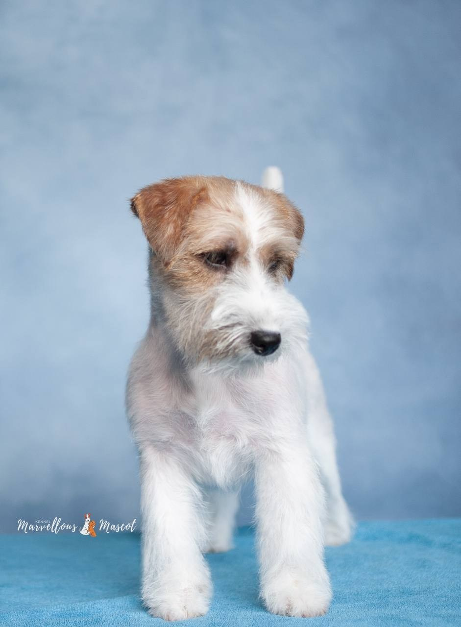 ДЖЕССИКА. CANE MAESTRO — kennel Jack Russell Terrier