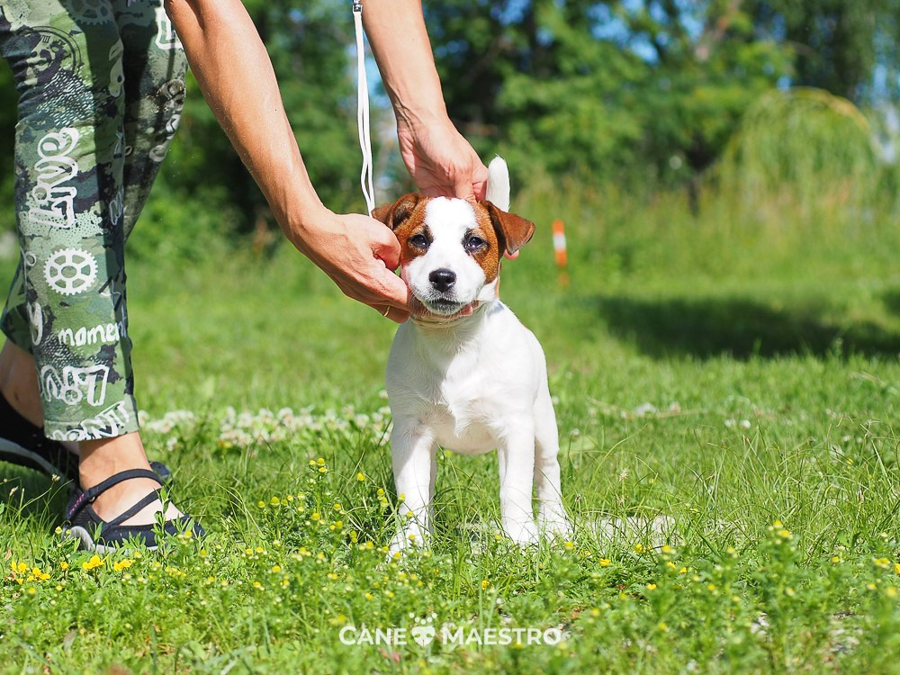 Щенок Джек-рассел-терьер. КМ ФЕРИТЕЙЛ. Гладкий джек рассел. Девочка№1. КАНЕ МАЭСТРО — питомник Джек рассел терьеров