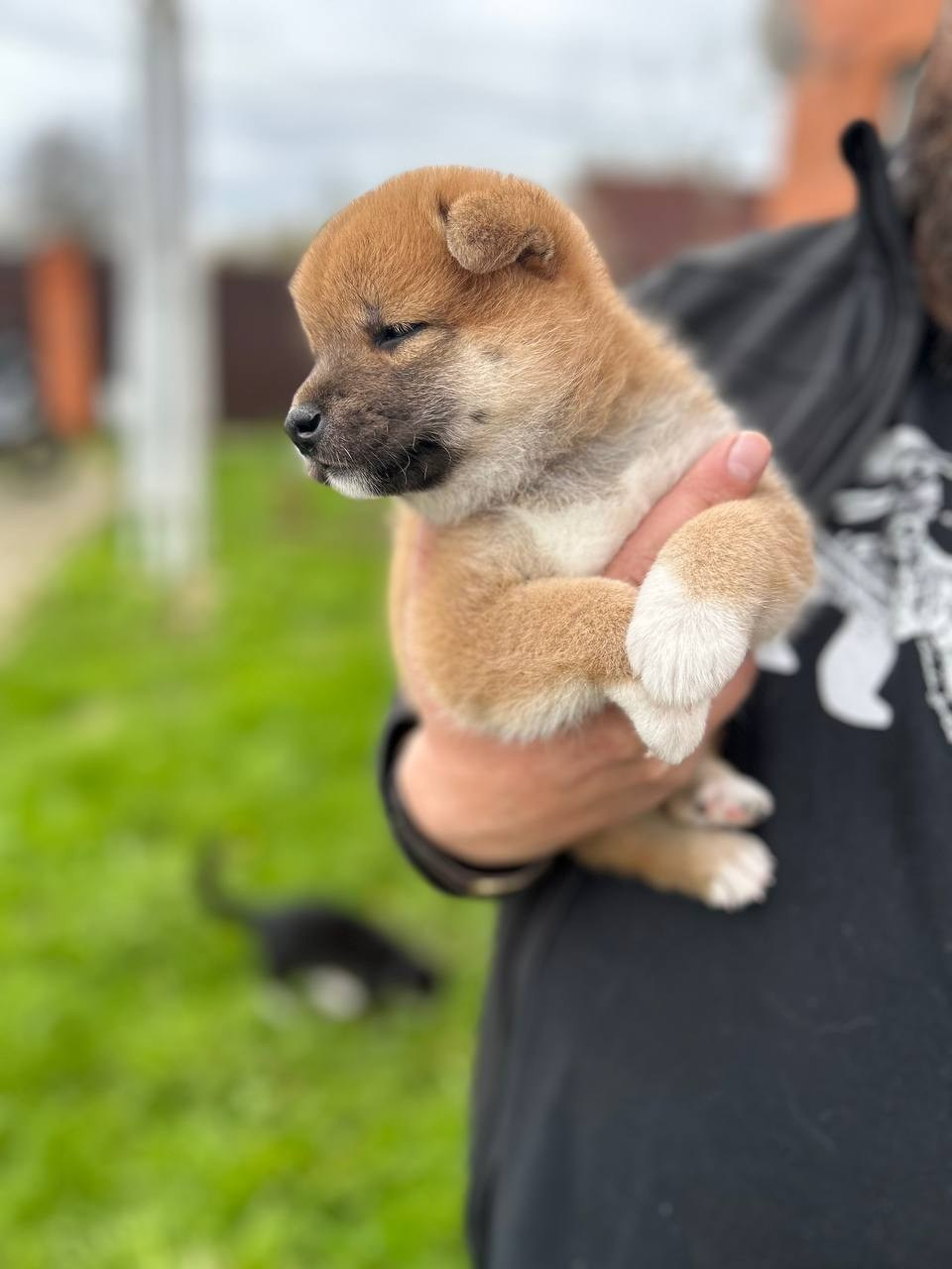 Сиба Rubylight Fumiko питомник Рубилайт