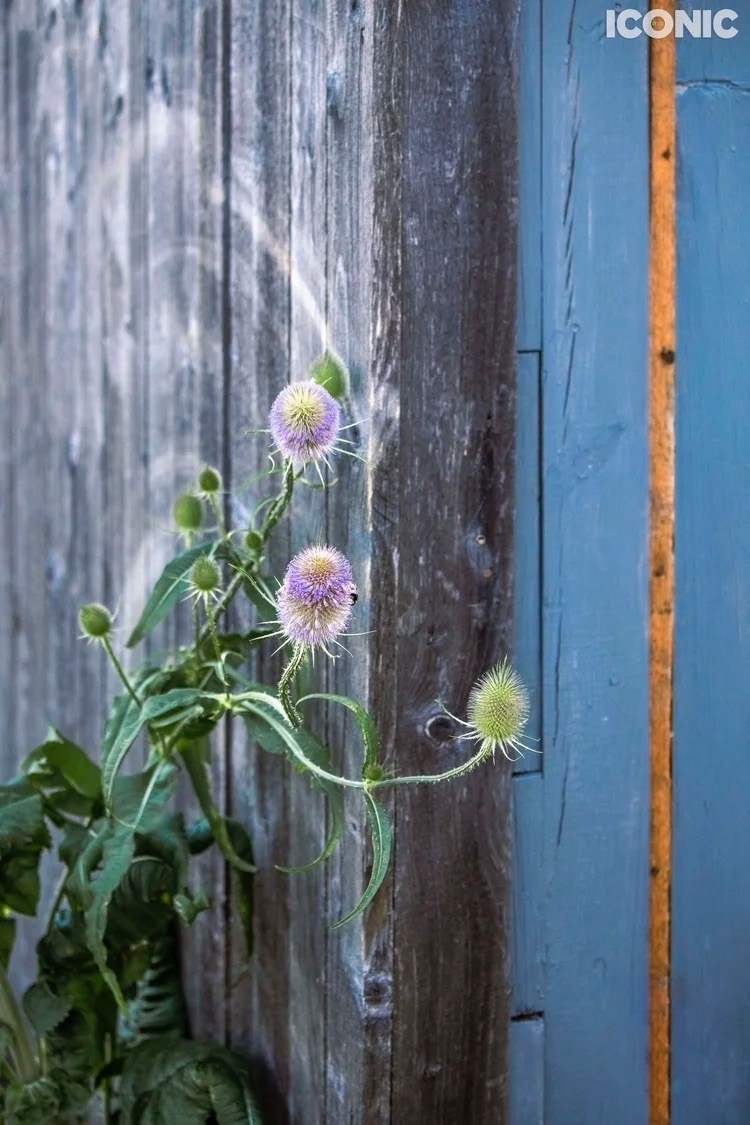 Iconic Artist. Фотографии Лены Соколовой