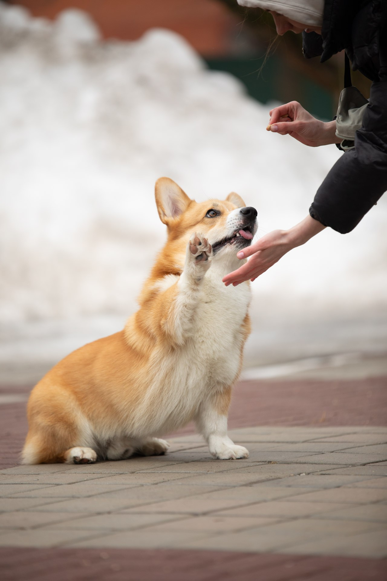 ПРОГУЛОЧНАЯ ИСТОРИЯ. Фотограф — анималист в Туле Юлия Лето