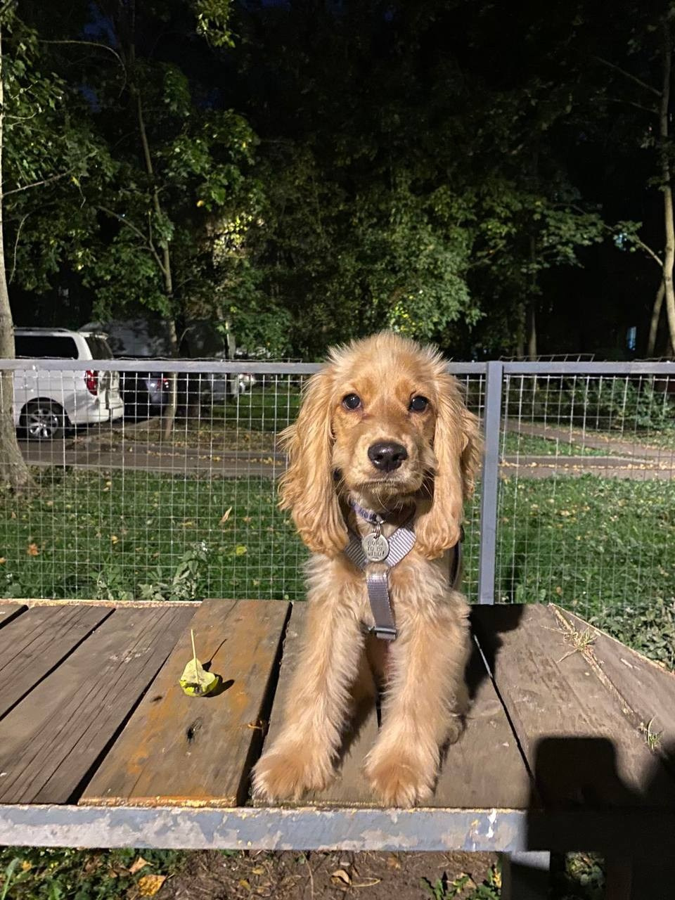 Уже дома. Забери домой друга