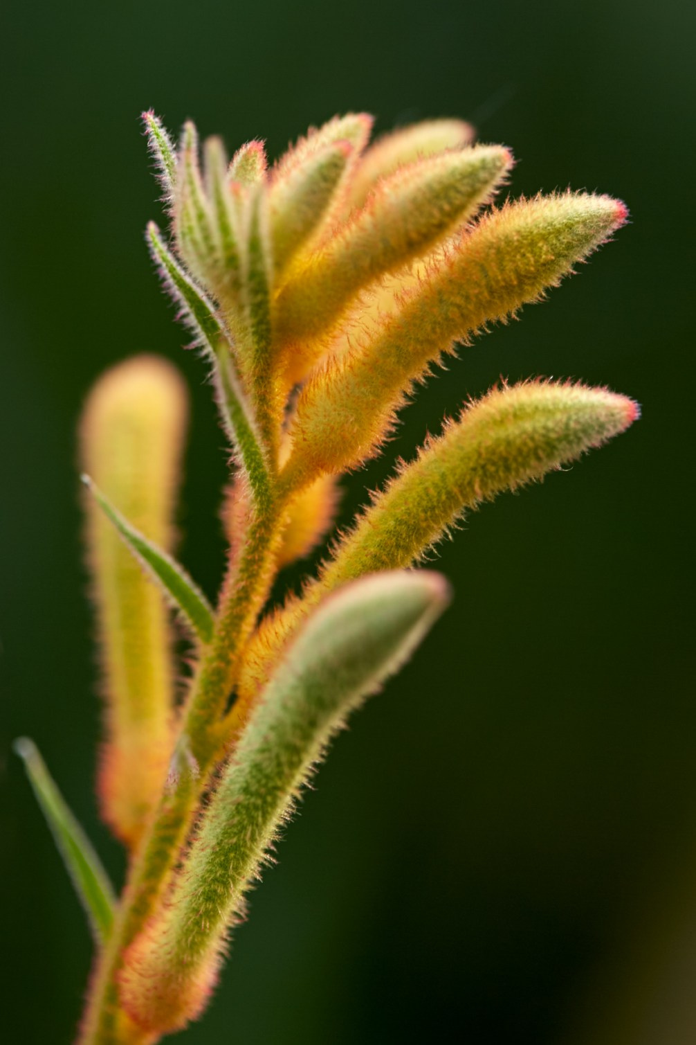 Коллекция «ПРИКОСНОВЕНИЕ». Лена Сми интерьерный и портретный фотограф. Москва и Санкт-Петербург