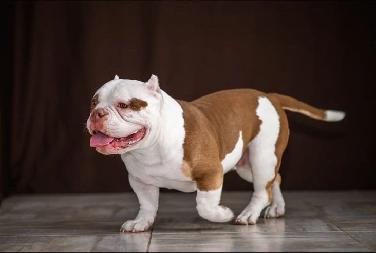 Купить Французского Бульдога Воронеж, Купить щенка Французского бульдога Воронеж, Питомник Французских Бульдогов Воронеж,  Питомник Французский Бульдог Воронеж, 