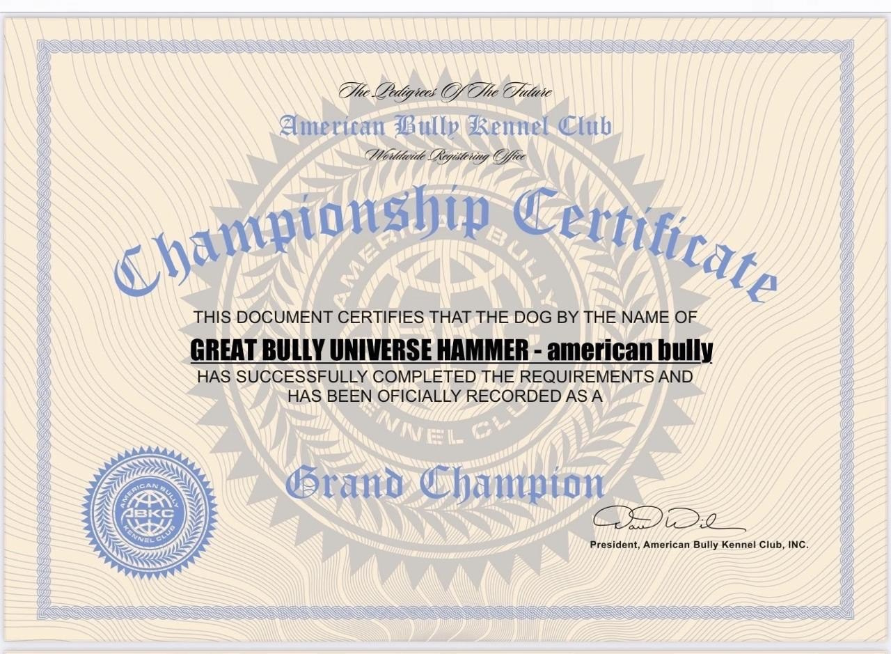 Участие в выставках. Американские булли XL в г. Калининград. Питомник Great Bully UNIVERSE