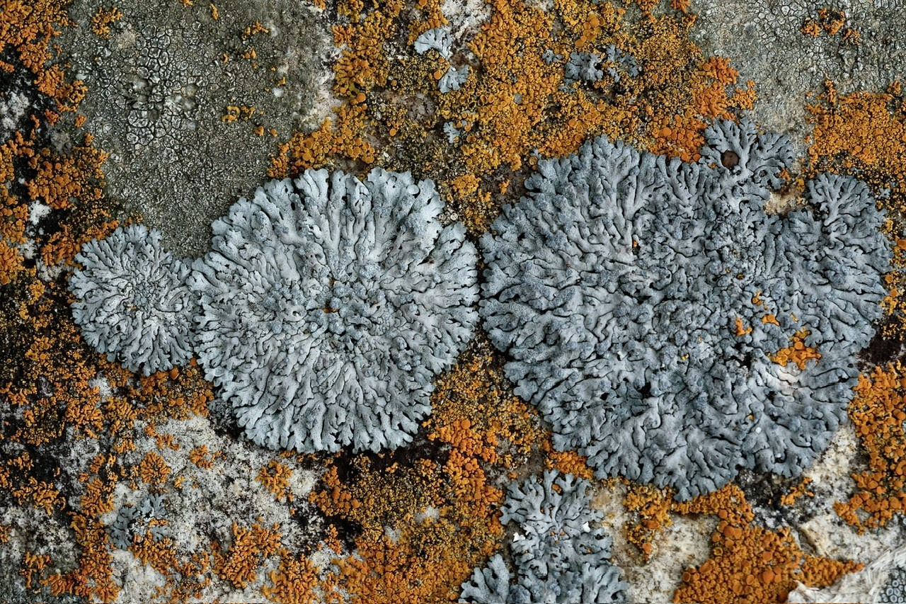 Алтай. Фотограф Евгений Андреев
