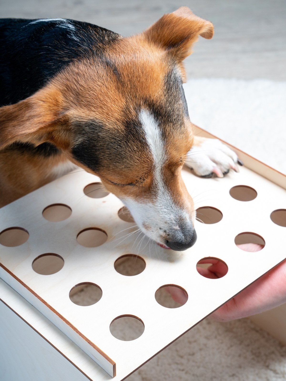 Съемки с животными. КЕД Студия-контент агентство полного цикла СПБ. Создаём фото, видео и контент, который помогает брендам и селлерам продавать больше