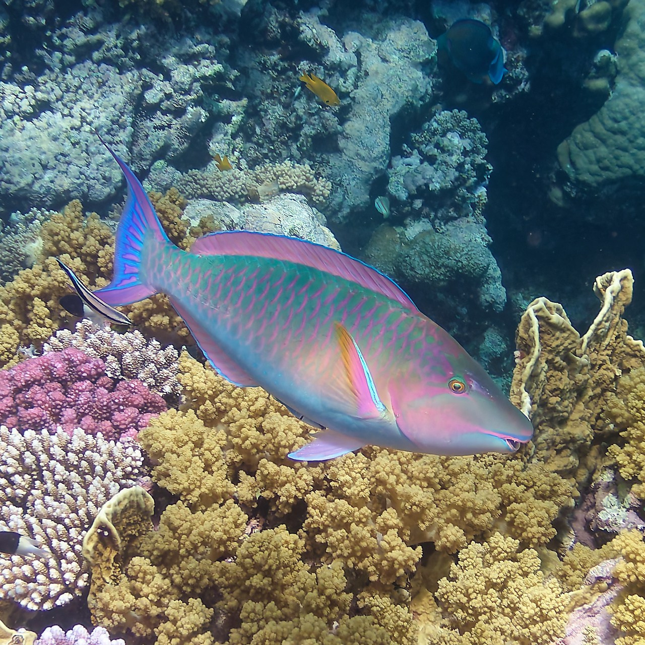 Мне посмотреть. Рыбов показываю