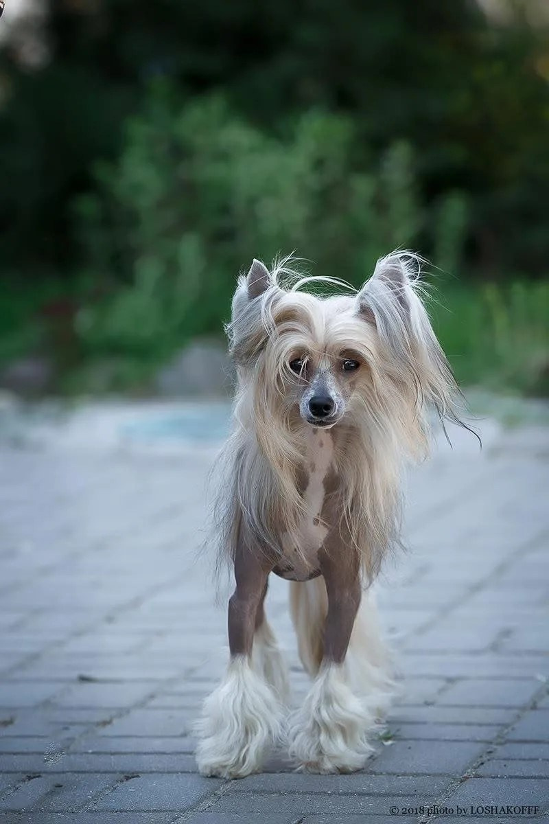Люкс- Чемпион Беларуси. Poale Ell Chinese Crested Dog Kennel: Buy a puppy from the kennel